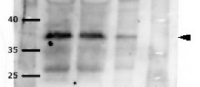 WUS | WUSCHEL protein in the group Antibodies for Plant/Algal / DNA/RNA/Cell Cycle / Transcription regulation at Agrisera AB (Antibodies for research) (AS11 1759)
